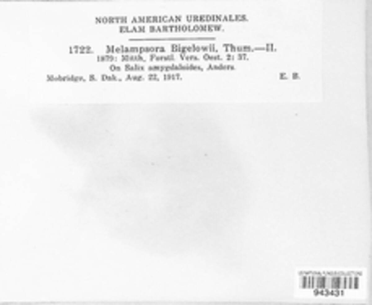 Melampsora bigelowii image